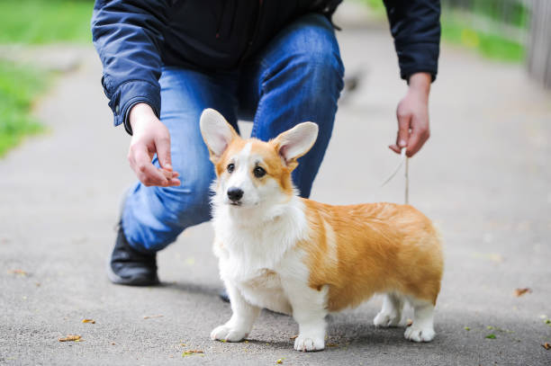 istock A man hand feeds a Pembroke Welsh Corgi puppy. 1160014803
