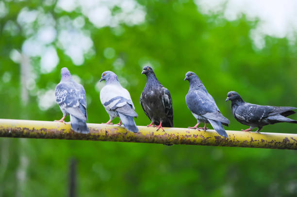 istock Five pigeon sitting on thick branch of tree 1160014839