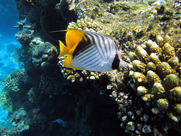 istock Underwater Red sea, Chaetodon fasciatus, Diagonal-lined butterflyfish 1160015005