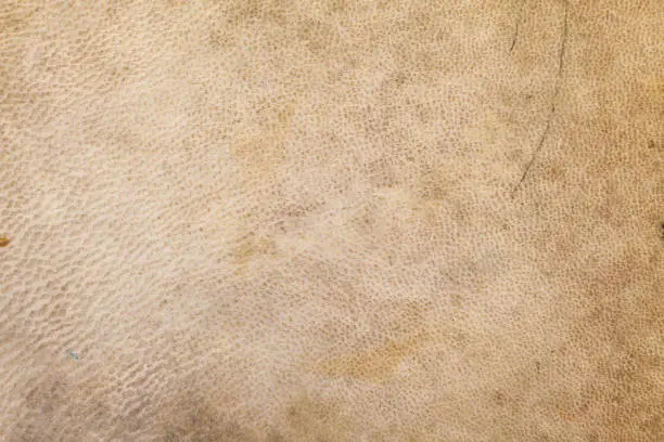 Closeup view of djembe skin texture. "r"n