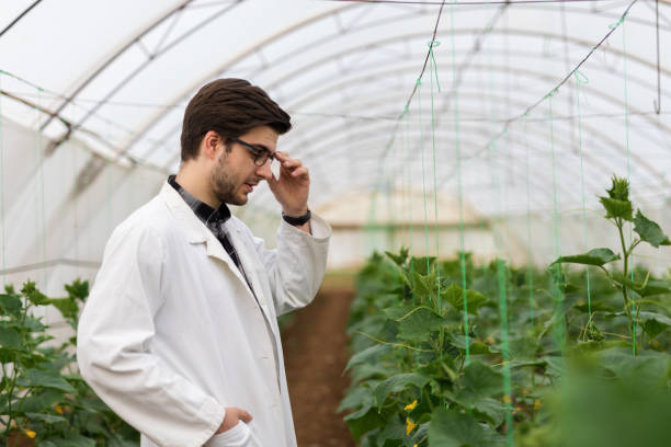 istock Scientist examining plants in greenhouse 1160017211