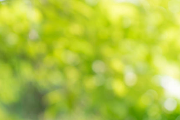 istock Natural green abstract bokeh background 1160018689