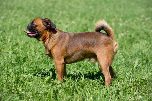 Cute petit brabancon puppy is standing on a green grass. Pet animals. Cute petit brabancon puppy is standing on a green grass. Pet animals. Purebred dog. griff stock pictures, royalty-free photos & images