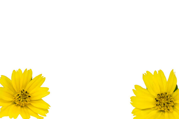 the sunflower close-up in farm, the flower pattern in nature