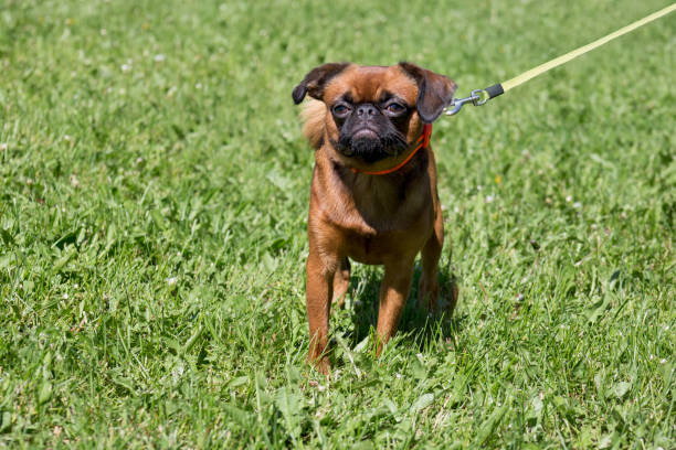 Cute petit brabancon puppy is walking on a green grass in the park. Pet animals. Cute petit brabancon puppy is walking on a green grass in the park. Pet animals. Purebred dog. griff stock pictures, royalty-free photos & images