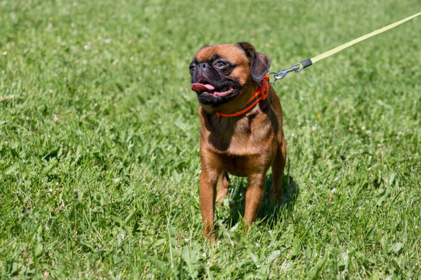 Cute petit brabancon puppy is walking on a green grass. Pet animals. Cute petit brabancon puppy is walking on a green grass. Pet animals. Purebred dog. griff stock pictures, royalty-free photos & images