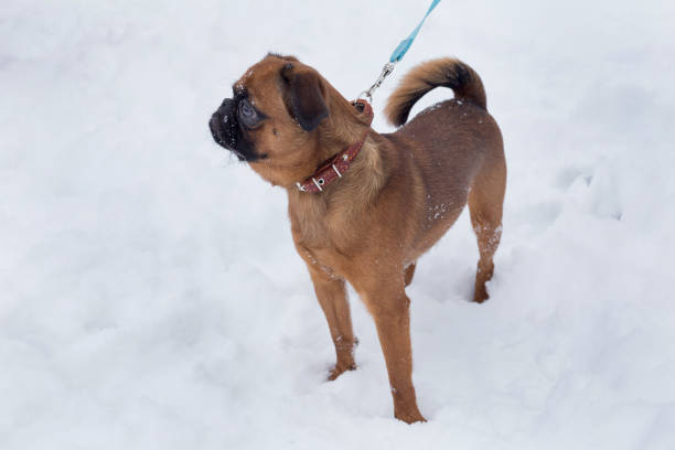 Cute petit brabancon puppy is standing on a white snow. Pet animals. Cute petit brabancon puppy is standing on a white snow. Pet animals. Purebred dog. griff stock pictures, royalty-free photos & images