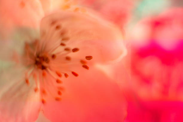 Neon colored fresh jasmine flower macro Close-up. Bright holographic foil background. Multicolor trendy backdrop. Copy space