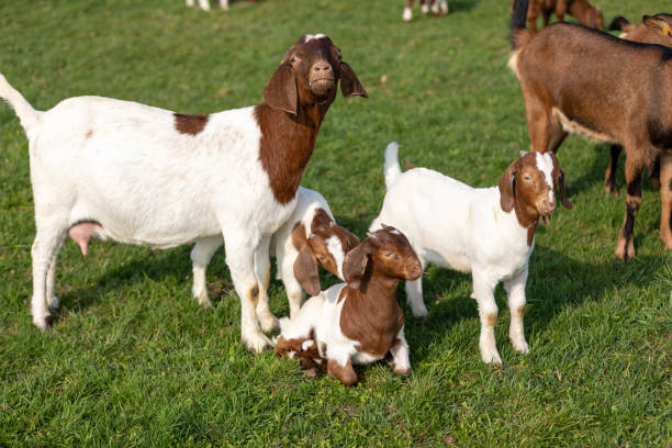 istock Baby Goat and Family 1160022287
