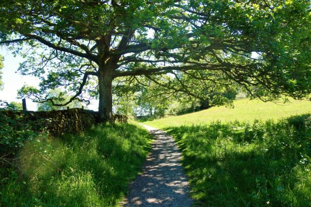 istock A Woodland Trail. 1160023835