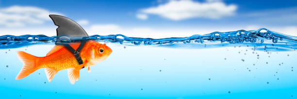 istock Goldfish With Shark Fin Costume 1160024030