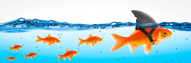 istock Small Brave Goldfish With Shark Fin 1160024082