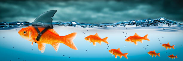 istock Small Brave Goldfish With Shark Fin 1160024087