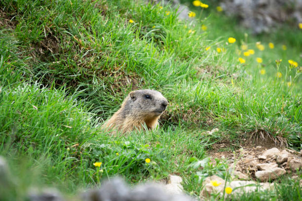 istock Alpine marmot in the natural environment. Italy. Dolomites. 1160025156