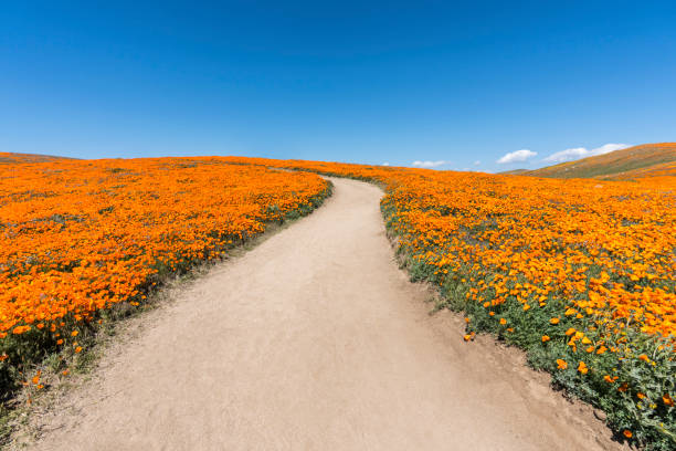 poppy wildflower path super bloom - meadow single lane road nature field fotografías e imágenes de stock