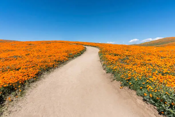 Inviting path through poppy wildflower super bloom field in Southern California.