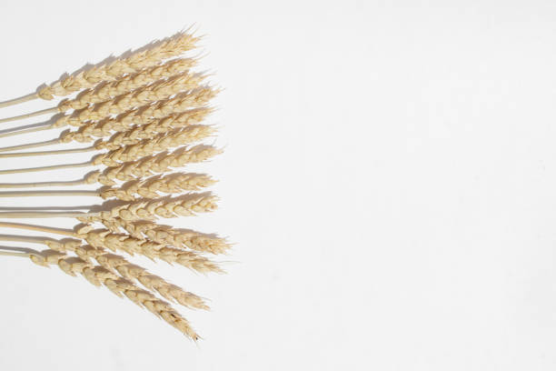Dried wheat spikelets like a fan on a white background. View from above.