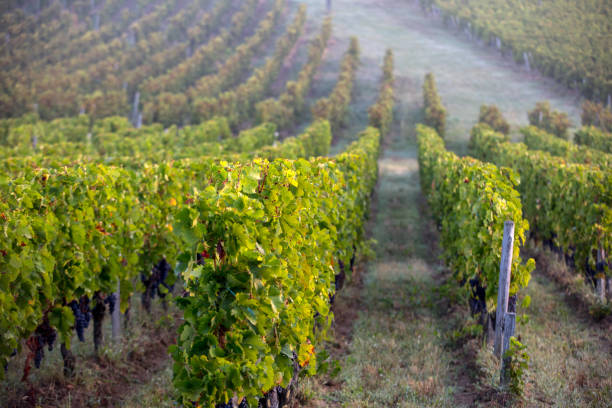 morning light in the vineyards of saint georges de montagne near saint emilion, gironde, france - montagne sol imagens e fotografias de stock