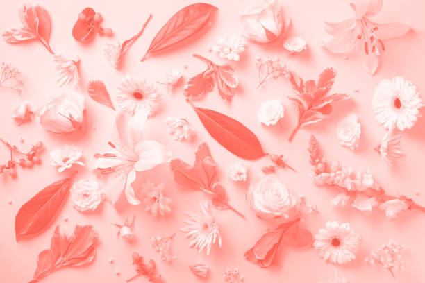 istock Creative layout with white flowers, paper circle for copyspace over pastel pink background. Spring and summer concept in living coral color. 1160028167