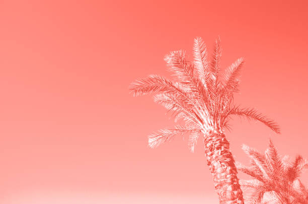 istock Palms with colorful pop art effect. Vintage stylized photo with light leaks. Summer palm trees over trendy coral color sky. Holiday and travel concept. Copy space 1160028280