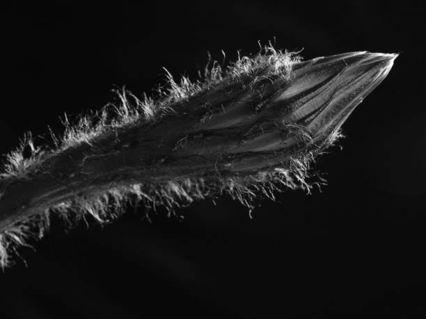 istock bud a flower blooming cactus black and white macro 1160029808