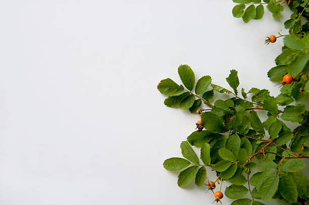 The branch of a wild rose and rose hips in early autumn. Copy space and clipping path