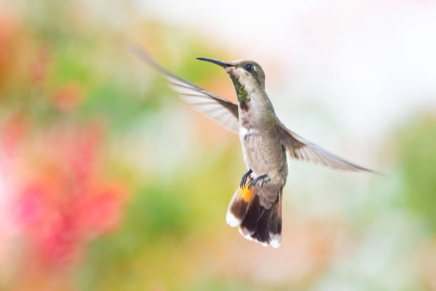 istock A juvenile female Ruby Topaz hummingbird hovering with a floral background. 1160031455