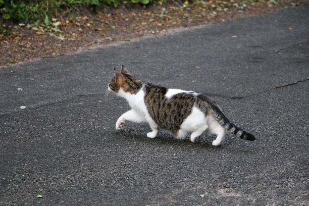 istock beautiful cat is walking on the street 1160034509