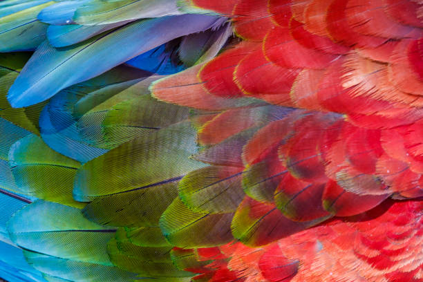 istock Colorful Parrot macaw wing - tropical bird plumage natural pattern – Pantanal , Brazil 1160035513