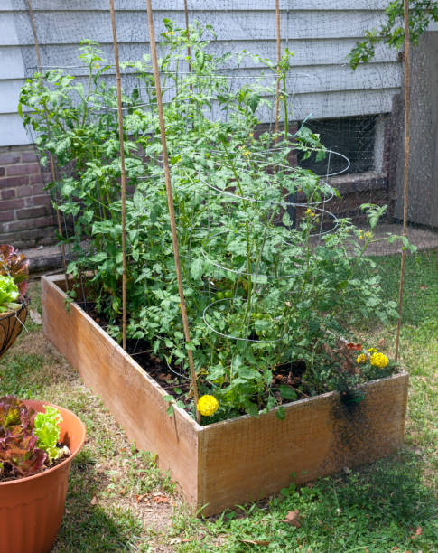 istock Simple Rasied Bed Garden 1160037363