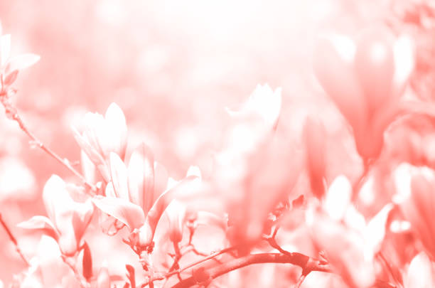 istock Blooming magnolia tree in the spring sun rays. Copy space. Easter, blossom spring, sunny woman day concept. Pink magnolia flowers in trendy coral color. 1160037969