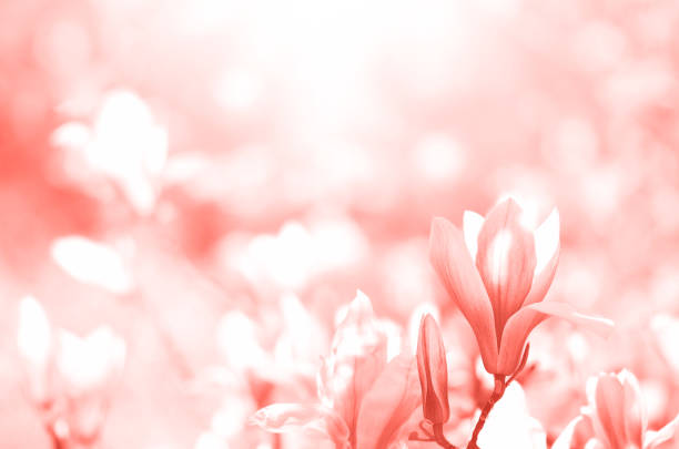 istock Blooming magnolia tree in the spring sun rays. Copy space. Easter, blossom spring, sunny woman day concept. Pink magnolia flowers in trendy coral color. 1160037981