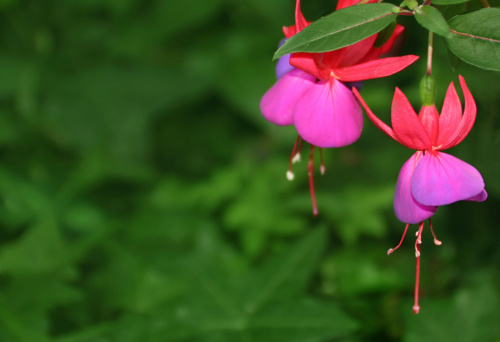Red fuchsia close up against green backdrop.