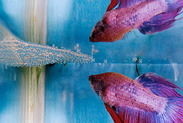 Bubble nest builder Male crown tail siamese fighting fish building a bubble nest with reflection from the water surface betta crowntail stock pictures, royalty-free photos & images