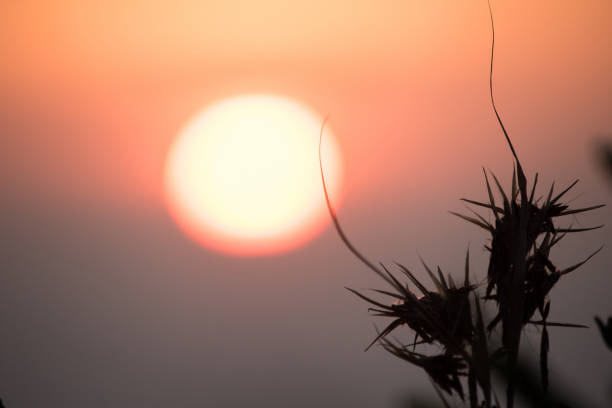 Silhouette of hay and sunrise in the morning