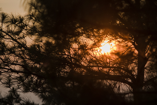 The silhouette of the pine tree branch and the sun light