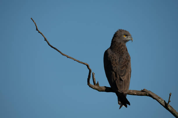 Brown snake-eagle on dead branch turning head A brown snake-eagle with its head turned perches on a twisted dead branch against the backdrop of a perfect blue sky. It has brownish-grey feathers and piercing yellow eyes. brown snake eagle stock pictures, royalty-free photos & images