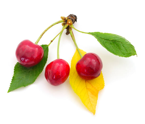 cereza roja fresca madura aislada. - sour cherry cherry sour taste cute fotografías e imágenes de stock