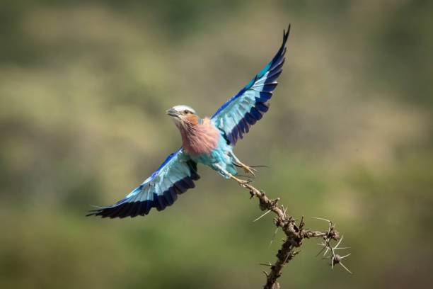 Lilac-breasted roller takes off from thorny branch A lilac-breasted roller with a catchlight in its eye takes off from a thorny branch, looking towards the camera. It has turquoise and blue wings, a lilac neck and a black and white stripe on its head. lilac breasted roller stock pictures, royalty-free photos & images