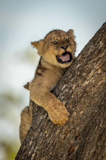 istock Lion cub lies yawning on tree trunk 1160041788