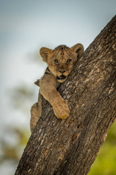 istock Lion cub holds on to tree trunk 1160041920