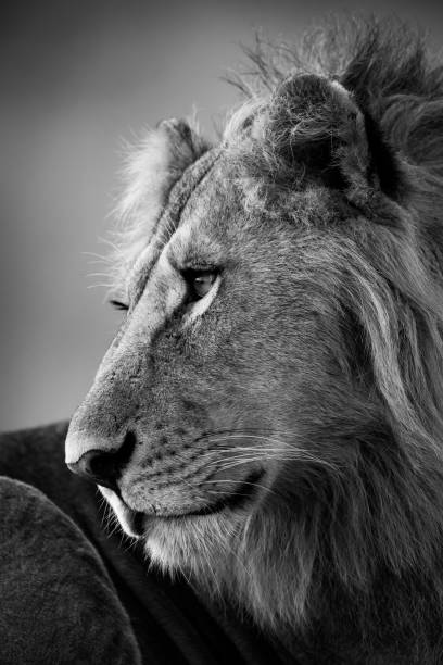 istock Mono close-up of male lion looking left 1160041976