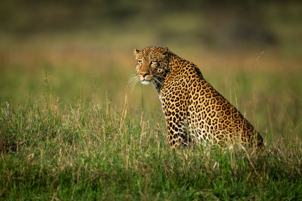 istock Male leopard sits staring in long grass 1160041985