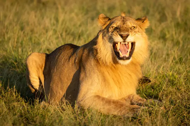 A male lion shows the Flehmen response by opening his mouth wide as if he were roaring. He has a golden coat that glows in the warm early morning light.