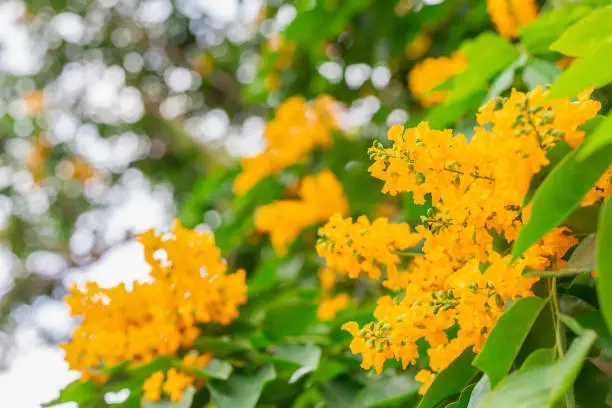 yellow flower Pterocarpus macrocarpus on branch with green leaves, selective focus