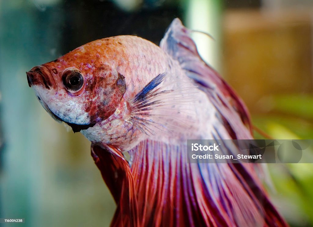 De siam - Foto de stock de Acuario - Equipo para animales domésticos libre de derechos