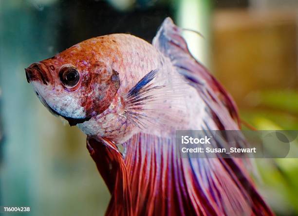 De Siam Foto de stock y más banco de imágenes de Acuario - Equipo para animales domésticos - Acuario - Equipo para animales domésticos, Acuario - Recinto para animales en cautiverio, Aleta - Parte del cuerpo animal