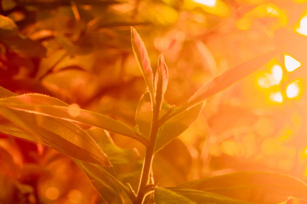 istock Ferns in nature light  of  morning sunrise. 1160042396