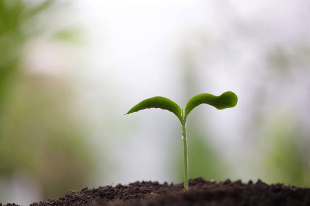 istock Young green plant with dew growing 1160042423