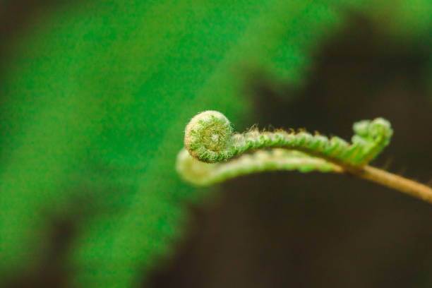 istock Macro photography fern leaf 1160042674